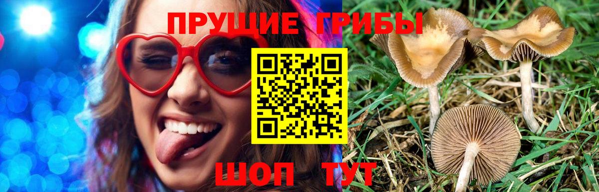 закладки  Вход с VPN  Асино  Галлюциногенные грибы Psilocybe 